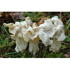 Мицелий Лопастника курчавого / Гельвелла курчавая (Helvella crispa)